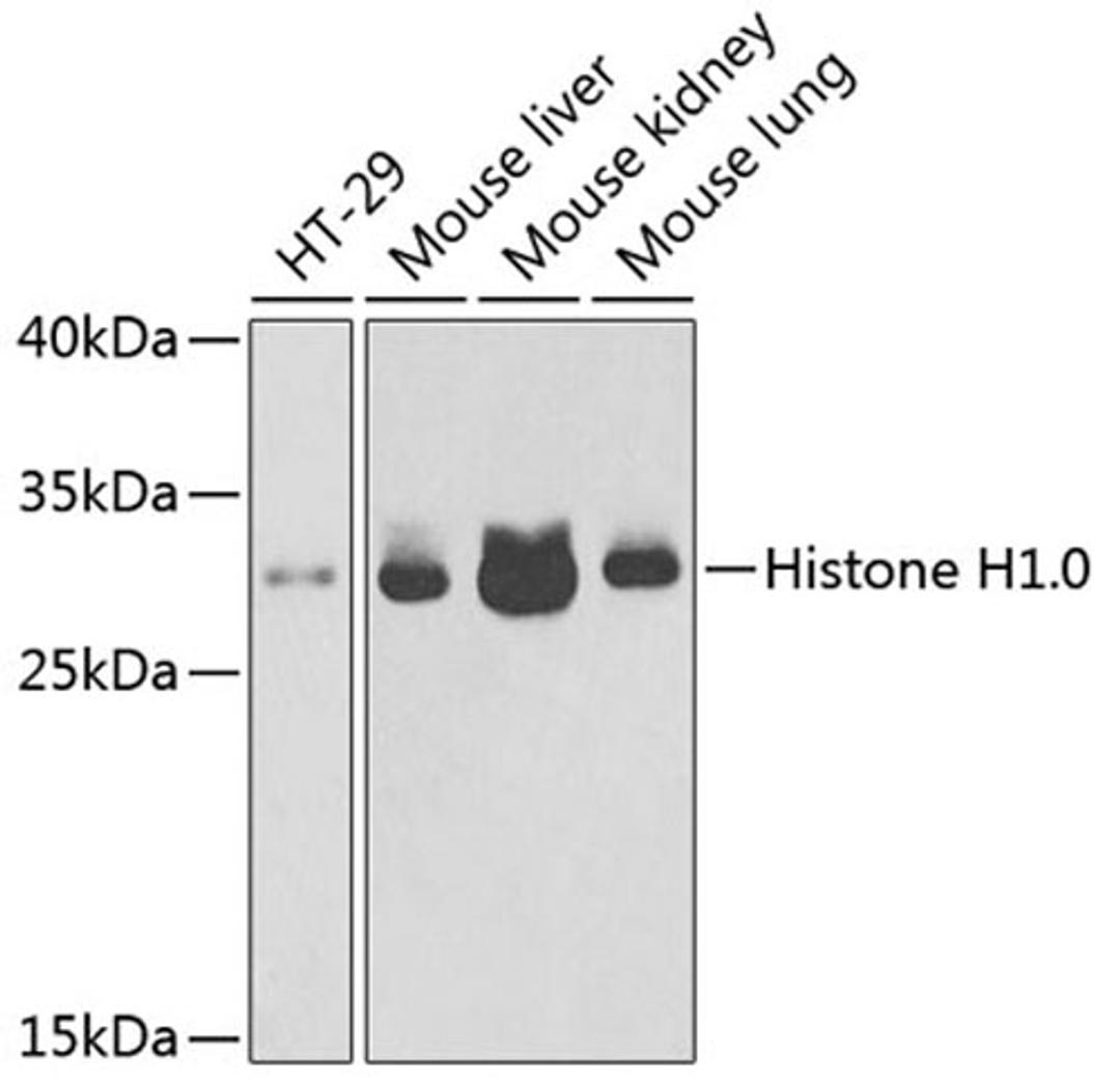 Western blot - Histone H1.0 antibody (A3298)
