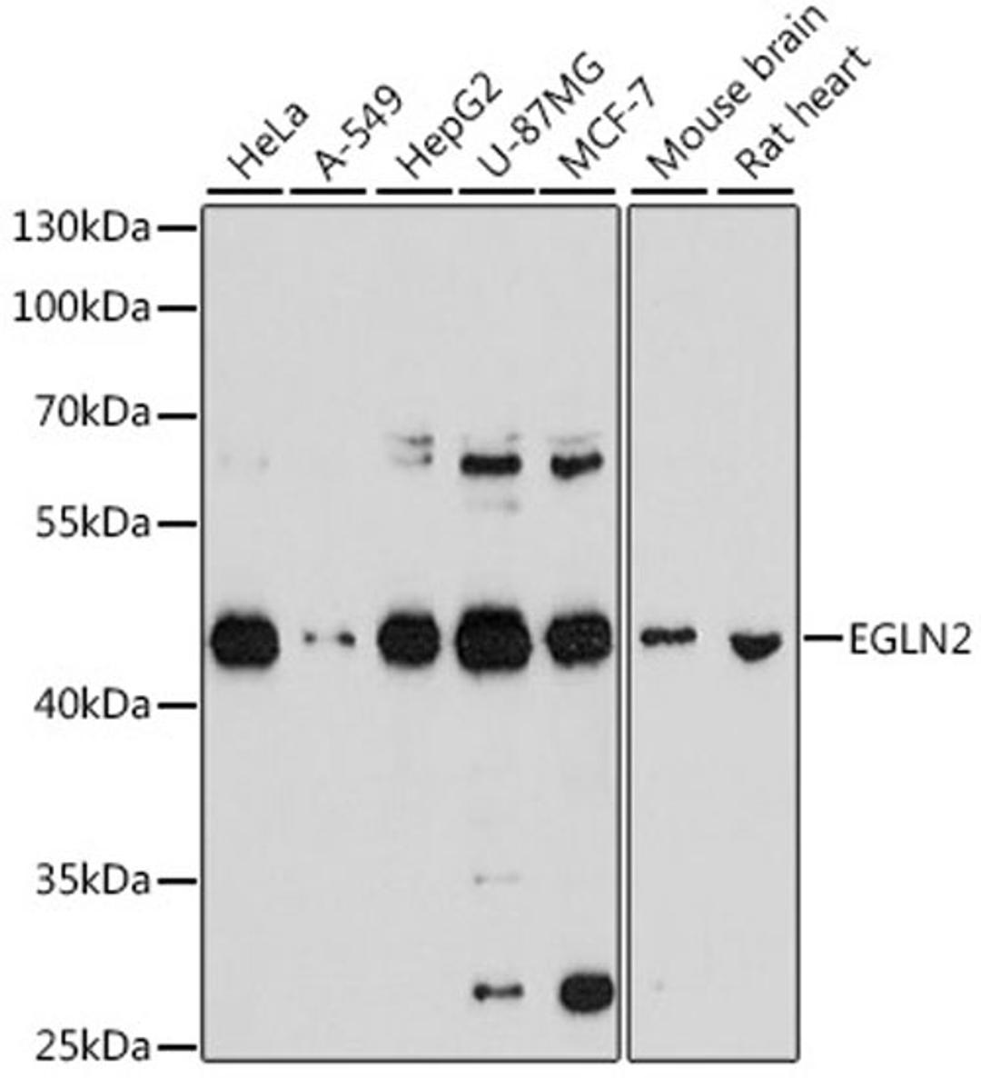 Western blot - EGLN2 antibody (A2252)