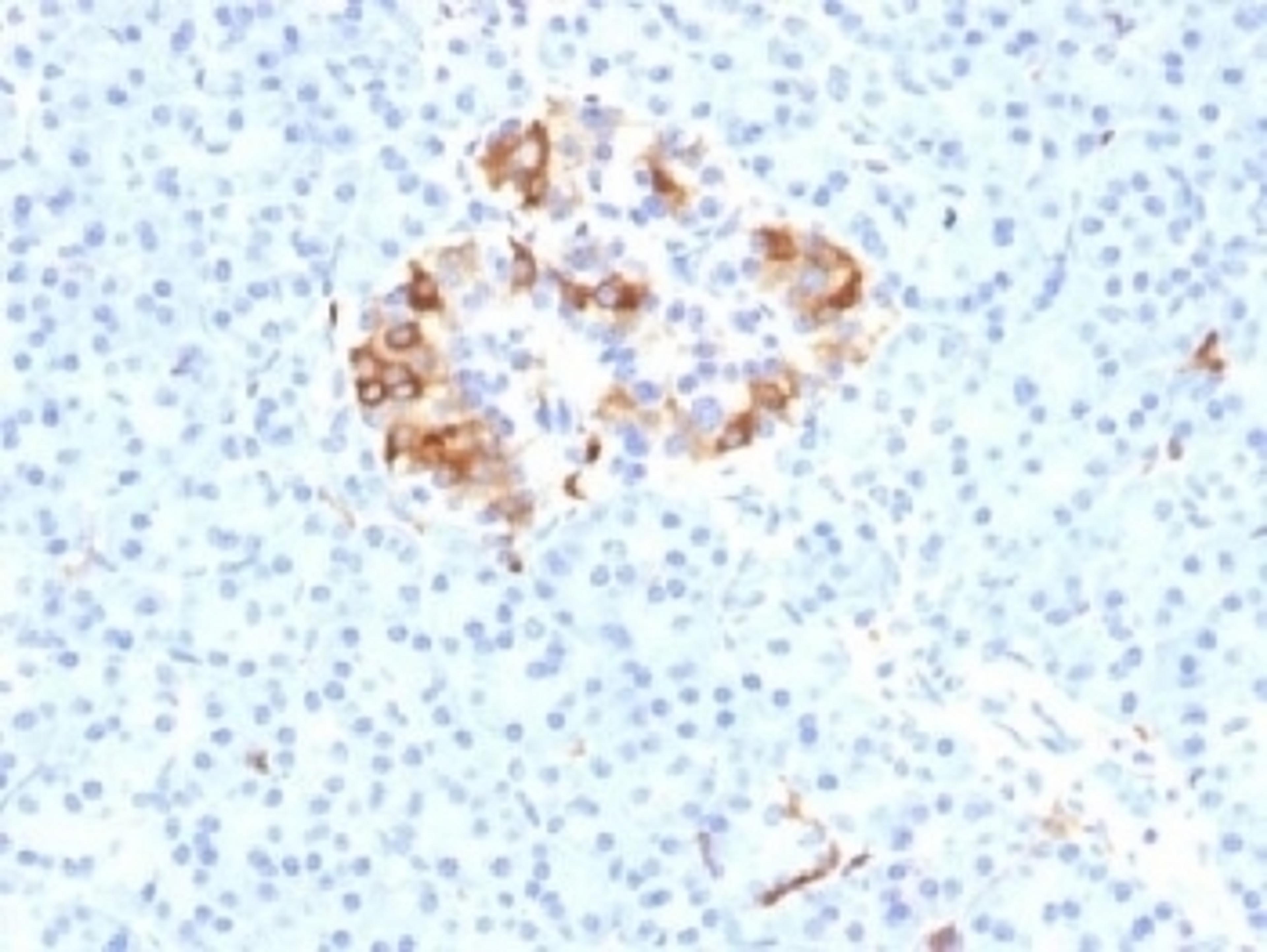 IHC testing of FFPE human pancreas with Ferritin Light Chain antibody (clone FTL/1389). Required HIER: boil tissue sections in 10mM citrate buffer, pH 6, for 10-20 min.