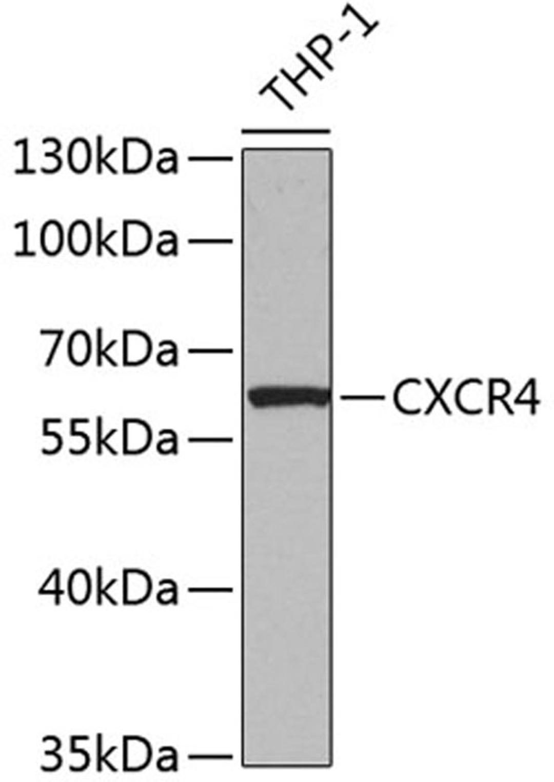 Western blot - CXCR4 Antibody (A12534)