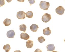 Immunohistochemistry of Apaf1 in K562 cells with Apaf1 antibody at 0.5 μg/mL.