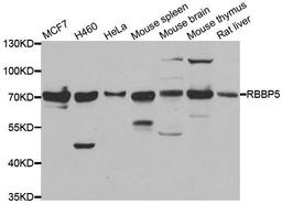 Western blot analysis of extracts of various cell lines using RBBP5 antibody