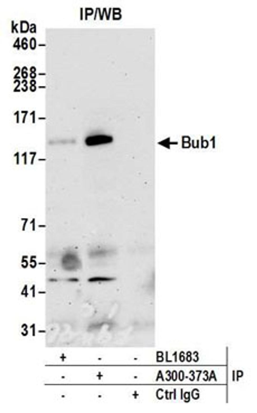 Detection of human Bub1 by western blot of immunoprecipitates.