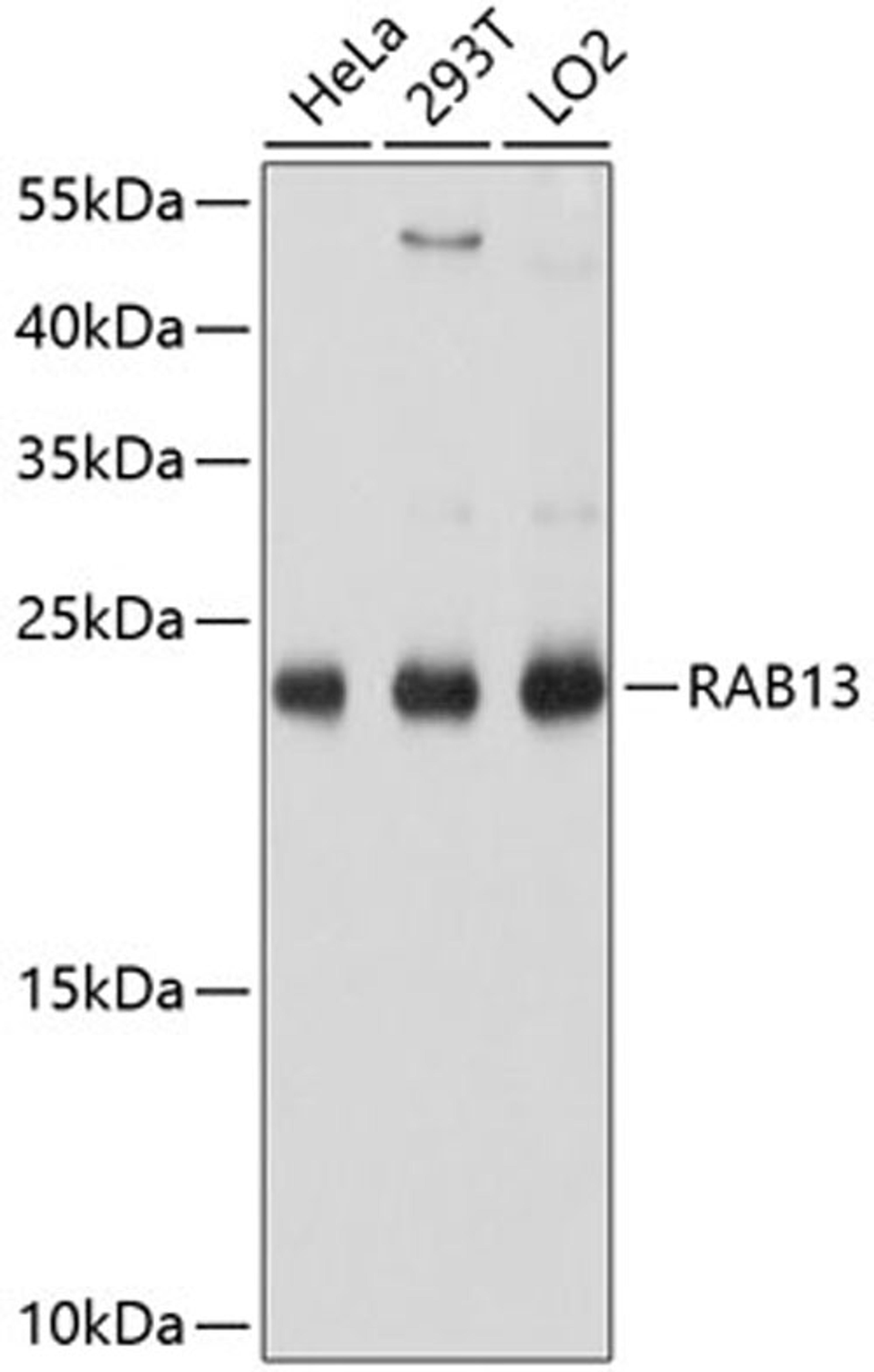 Western blot - RAB13 antibody (A10571)