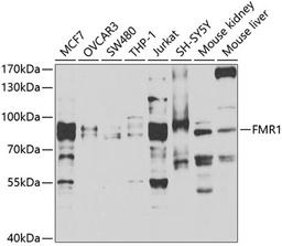 Western blot - FMR1 antibody (A5645)