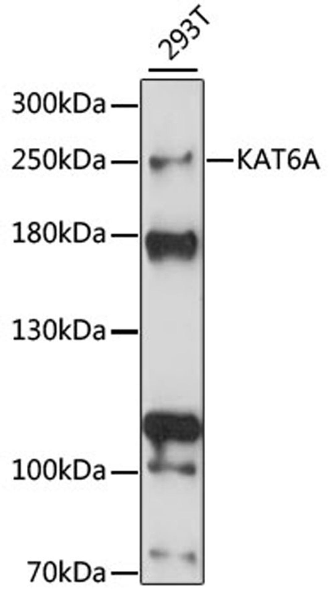 Western blot - KAT6A antibody (A15006)