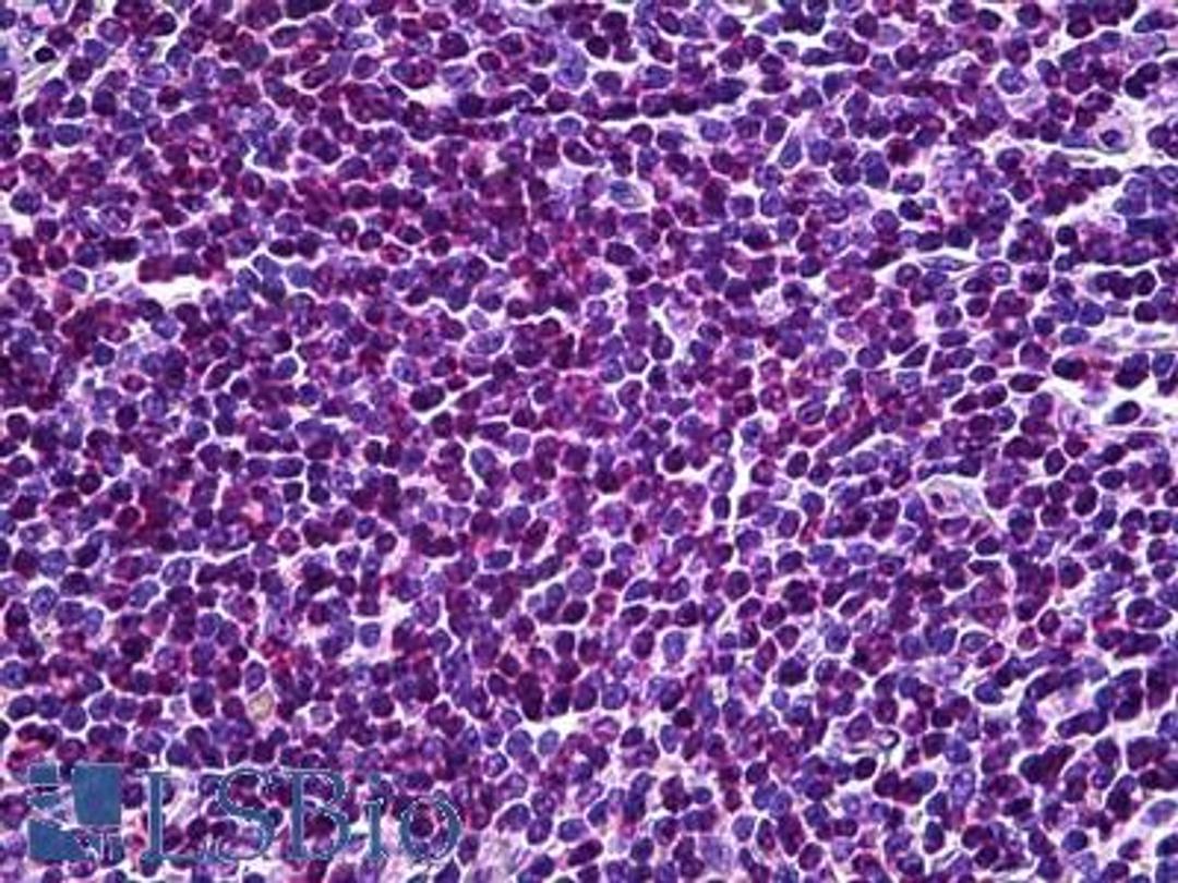 45-518 (3.75ug/ml) staining of paraffin embedded Human Spleen. Steamed antigen retrieval with citrate buffer pH 6, AP-staining.