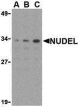 Western blot analysis of Nudel in Jurkat whole cell lysate with Nudel antibody at (A) 0.5, (B) 1, or (C) 2 &#956;g/mL. 