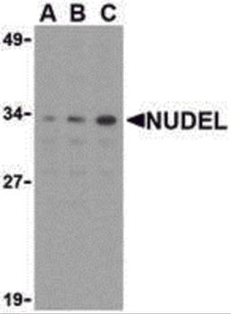 Western blot analysis of Nudel in Jurkat whole cell lysate with Nudel antibody at (A) 0.5, (B) 1, or (C) 2 μg/mL.