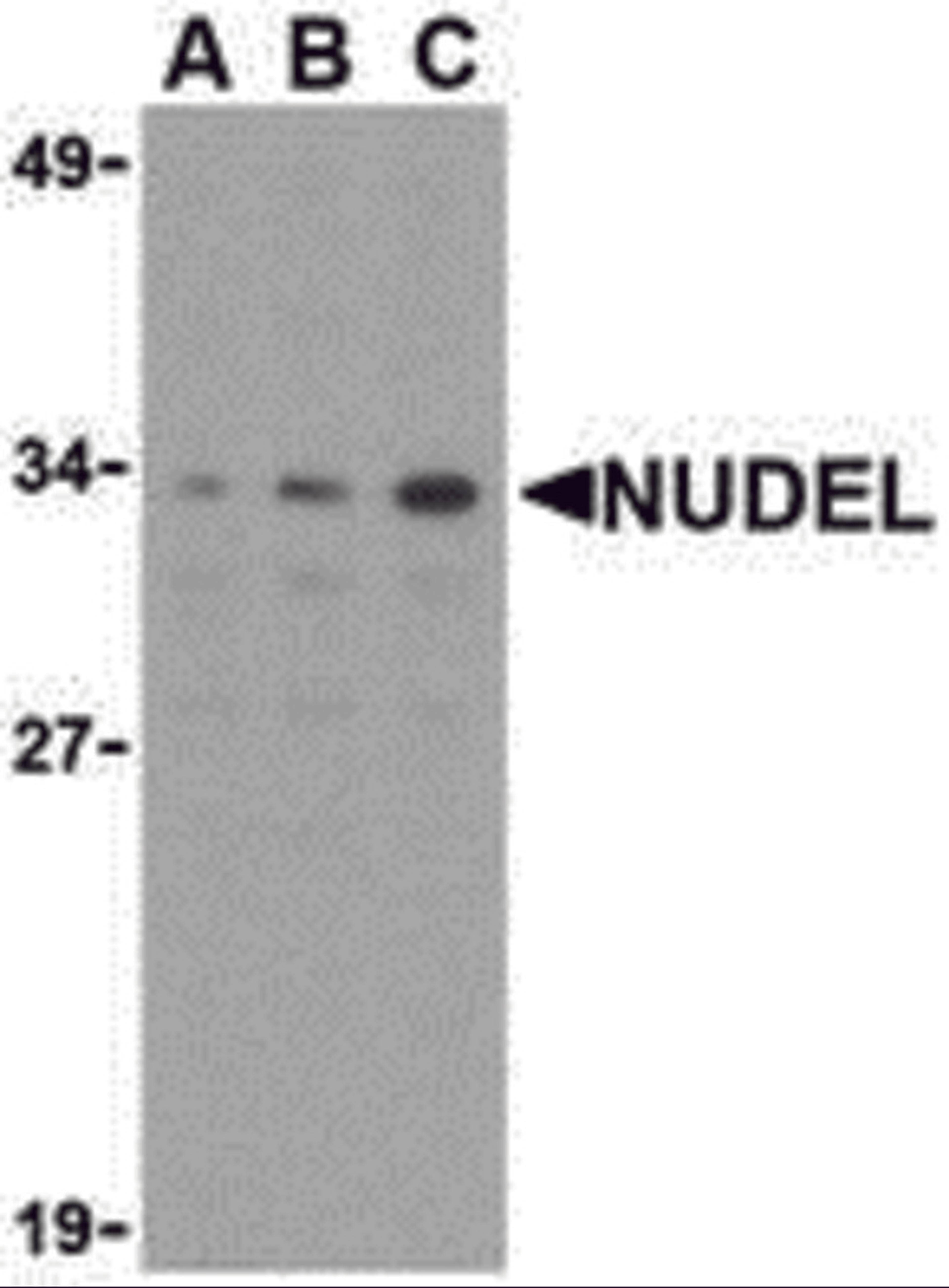 Western blot analysis of Nudel in Jurkat whole cell lysate with Nudel antibody at (A) 0.5, (B) 1, or (C) 2 μg/mL.