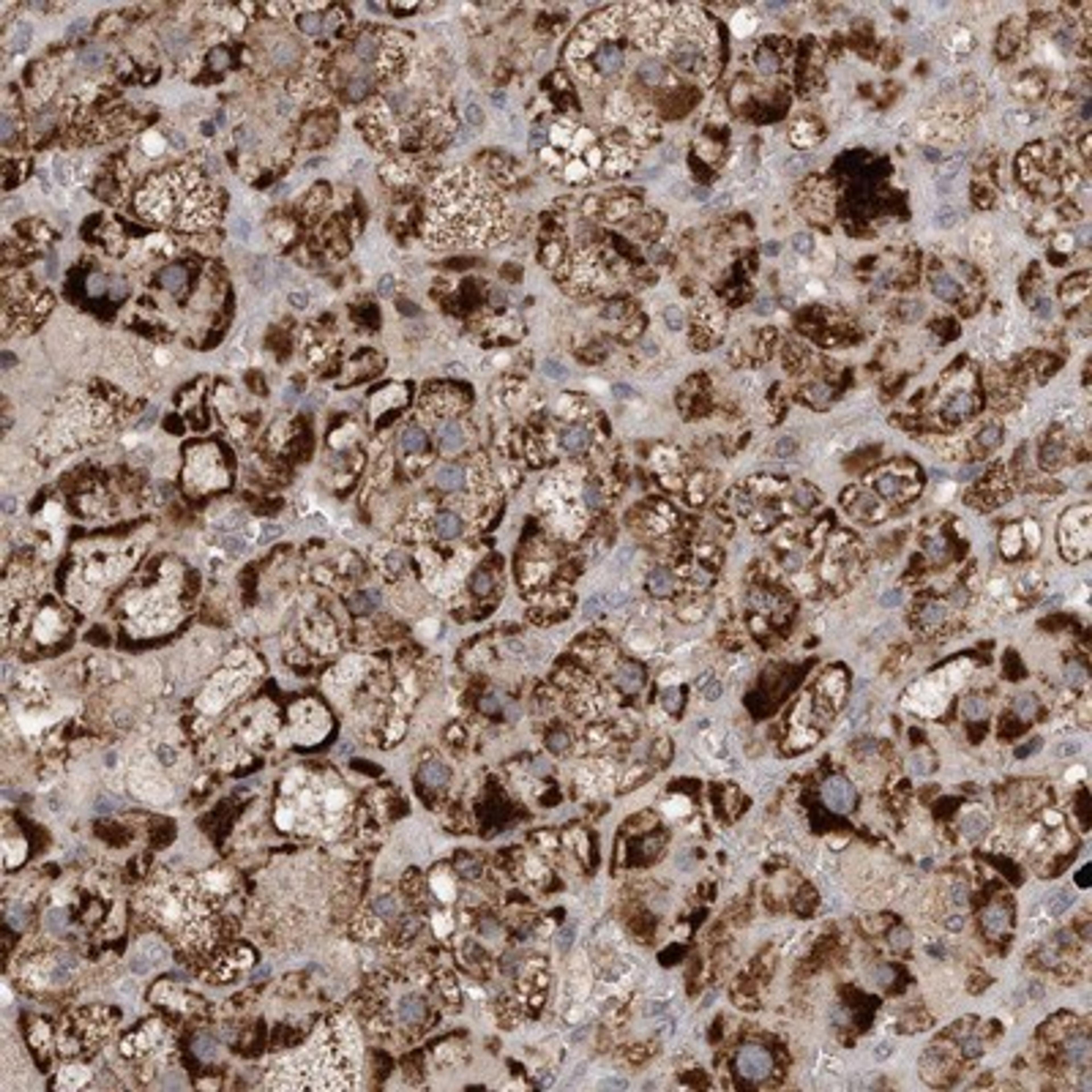 Immunohistochemistry-Paraffin: VSIG8 Antibody [NBP1-86415] - Staining of human adrenal gland shows strong cytoplasmic positivity in cortical cells.