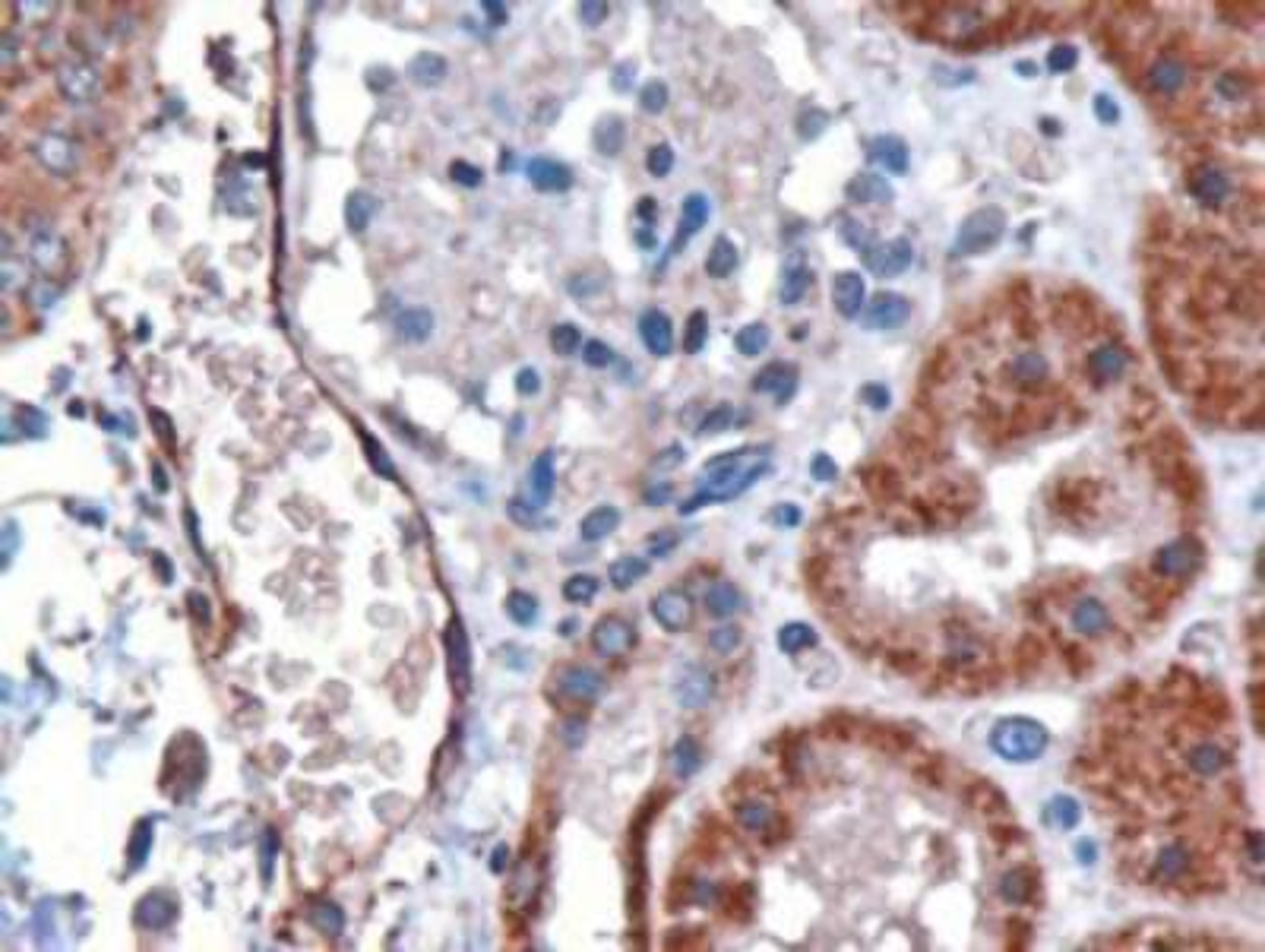 Immunohistochemistry: DARC Antibody [NB100-2421] - Human Kidney.