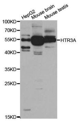 Western blot analysis of extracts of various cell lines using HTR3A antibody