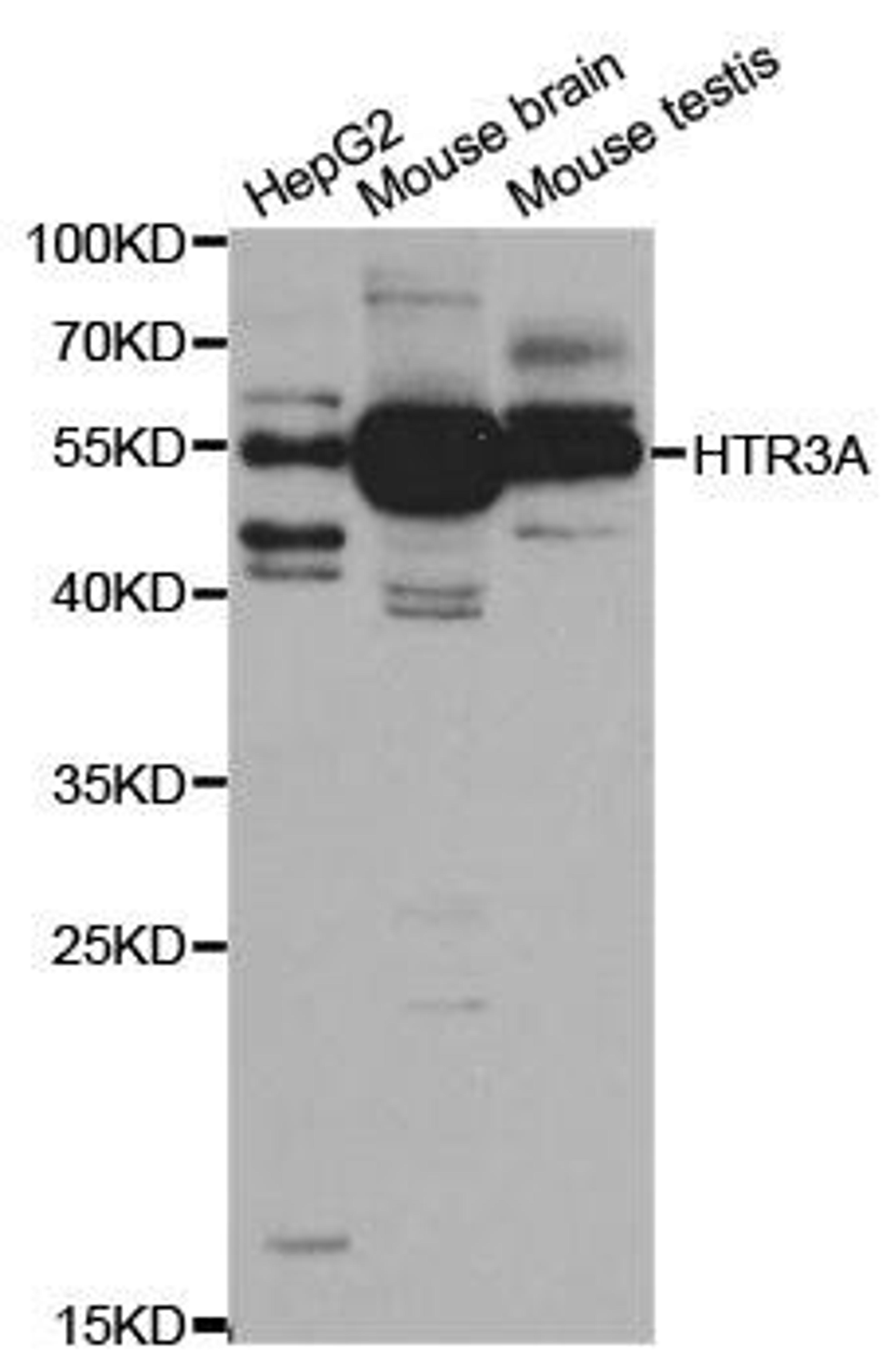 Western blot analysis of extracts of various cell lines using HTR3A antibody