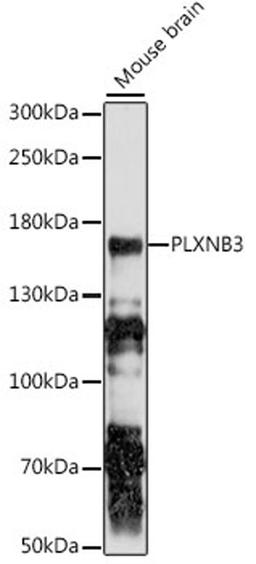 Western blot - PLXNB3 antibody (A16064)