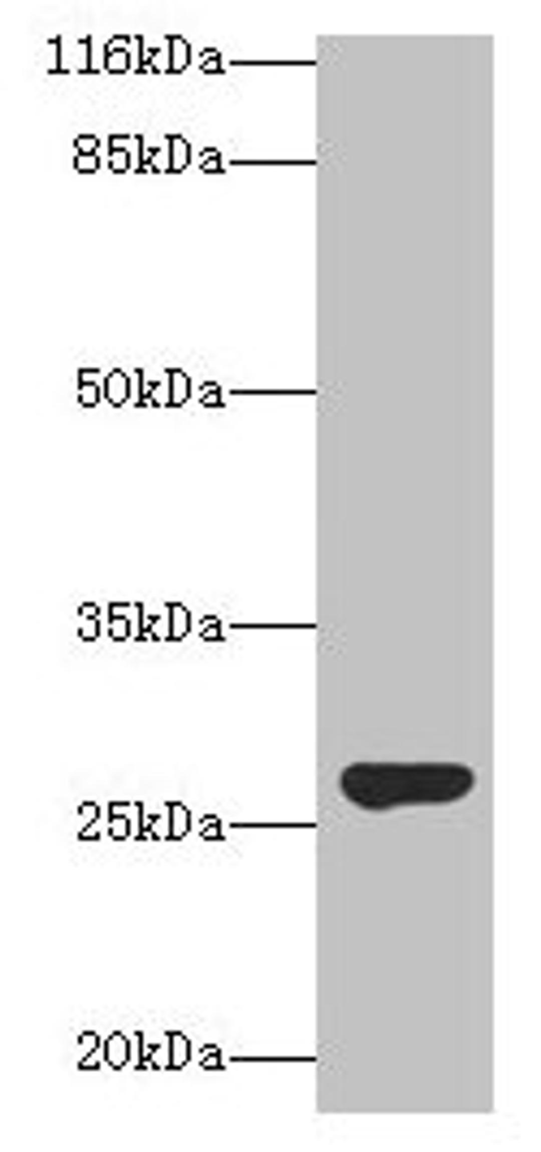 Western blot. All lanes: IZUMO4 antibody at 2µg/ml + Rat gonadal tissue. Secondary. Goat polyclonal to rabbit IgG at 1/10000 dilution. Predicted band size: 27, 25, 18, 19 kDa. Observed band size: 27 kDa