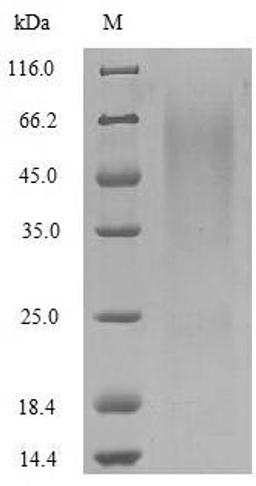 The reducing (R) protein migrates as 64 kDa in SDS-PAGE may be due to glycosylation.