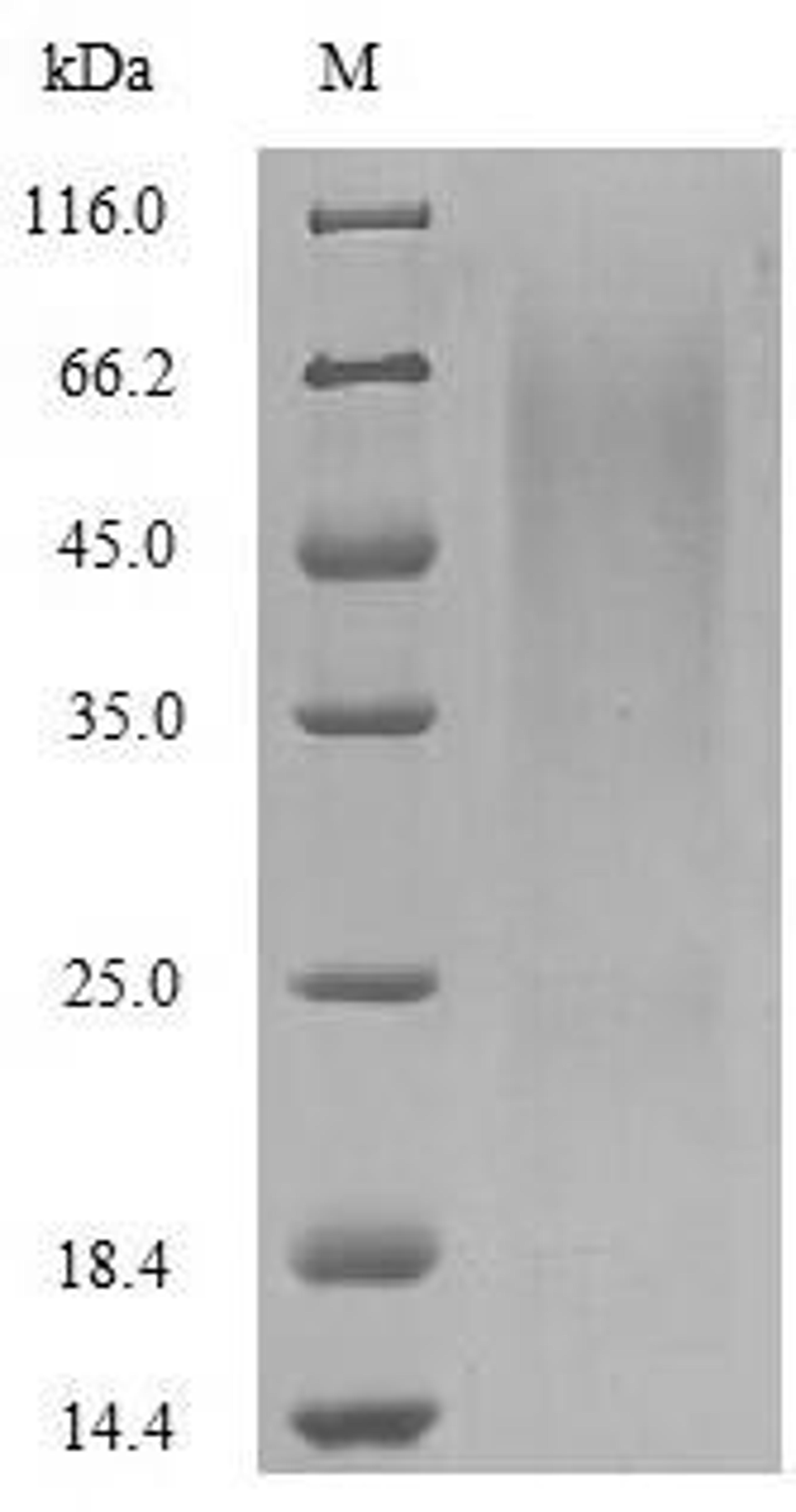The reducing (R) protein migrates as 64 kDa in SDS-PAGE may be due to glycosylation.
