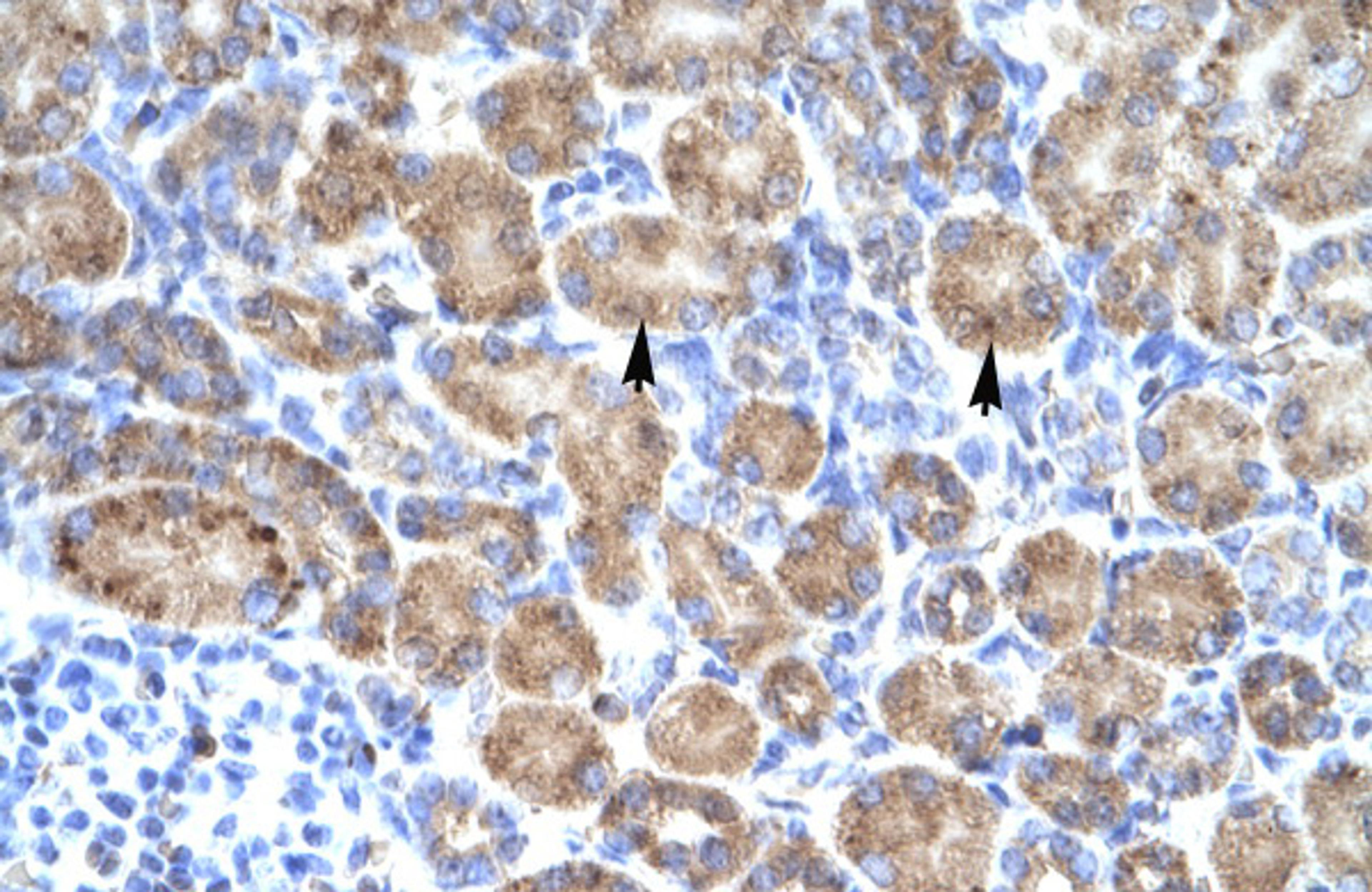 Antibody used in IHC on Human kidney.