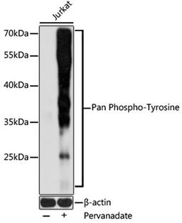 Western blot - Pan Phospho-Tyrosine pAb (AP0905)