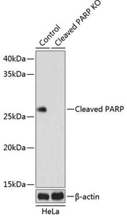 Western blot - Cleaved PARP antibody (A19612)