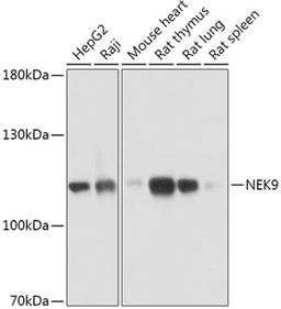 Western blot - NEK9 antibody (A17806)