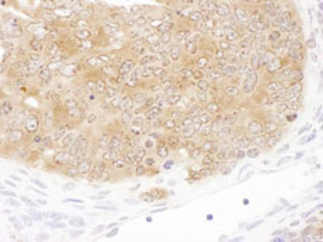 Detection of mouse SHMT1 by immunohistochemistry.