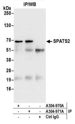 Detection of human SPATS2 by western blot of immunoprecipitates.