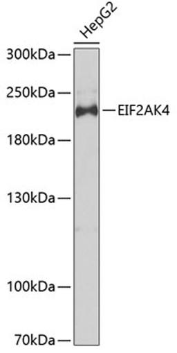 Western blot - EIF2AK4 antibody (A7155)