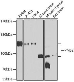 Western blot - PMS2 antibody (A6947)