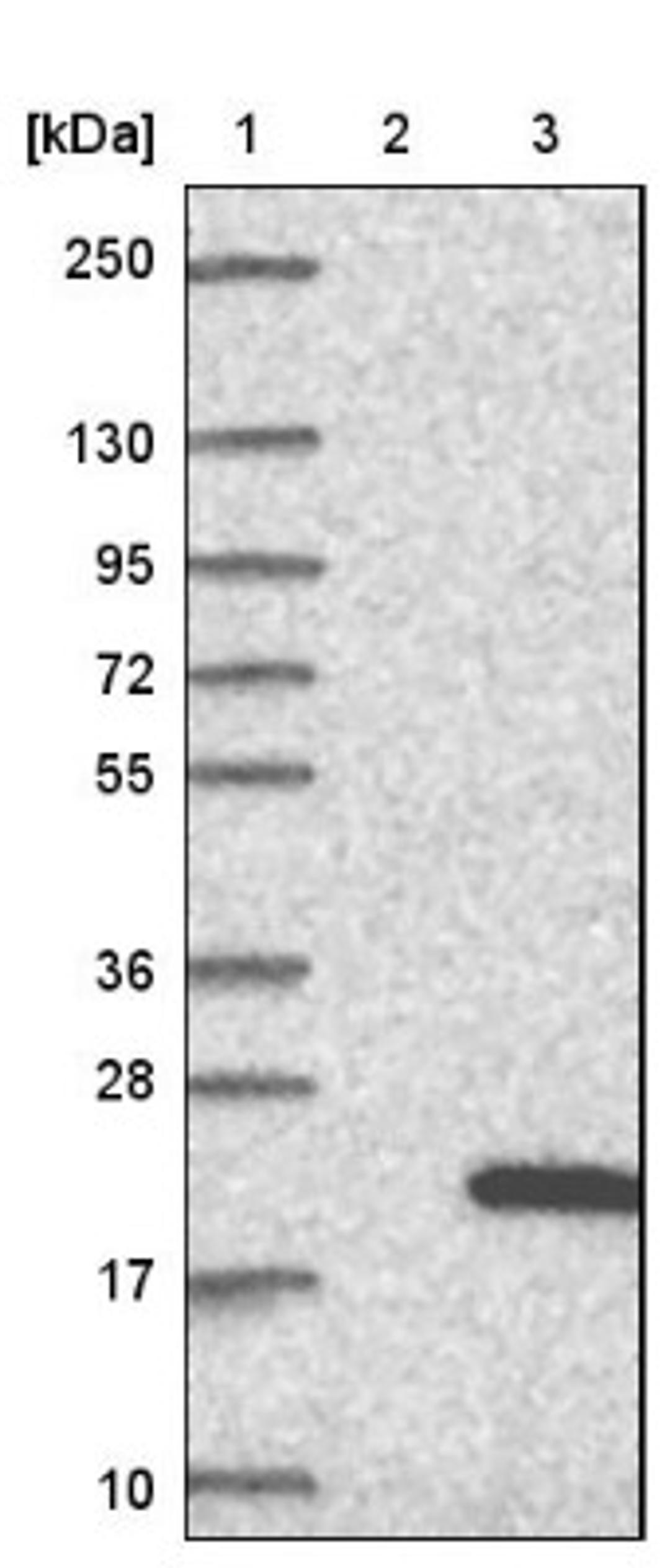 Western Blot: NDUFA12 Antibody [NBP1-88935] - Lane 1: Marker [kDa] 250, 130, 95, 72, 55, 36, 28, 17, 10<br/>Lane 2: Negative control (vector only transfected HEK293T lysate)<br/>Lane 3: Over-expression lysate (Co-expressed with a C-terminal myc-DDK tag (~3.1 kDa) in mammalian HEK293T cells, LY412878)