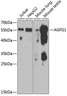 Western blot - AGFG1 antibody (A6294)