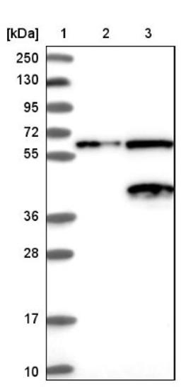 Western Blot: NGDN Antibody [NBP1-88408] - Lane 1: Marker [kDa] 250, 130, 95, 72, 55, 36, 28, 17, 10<br/>Lane 2: Negative control (vector only transfected HEK293T lysate)<br/>Lane 3: Over-expression lysate (Co-expressed with a C-terminal myc-DDK tag (~3.1 kDa) in mammalian HEK293T cells, LY421013)