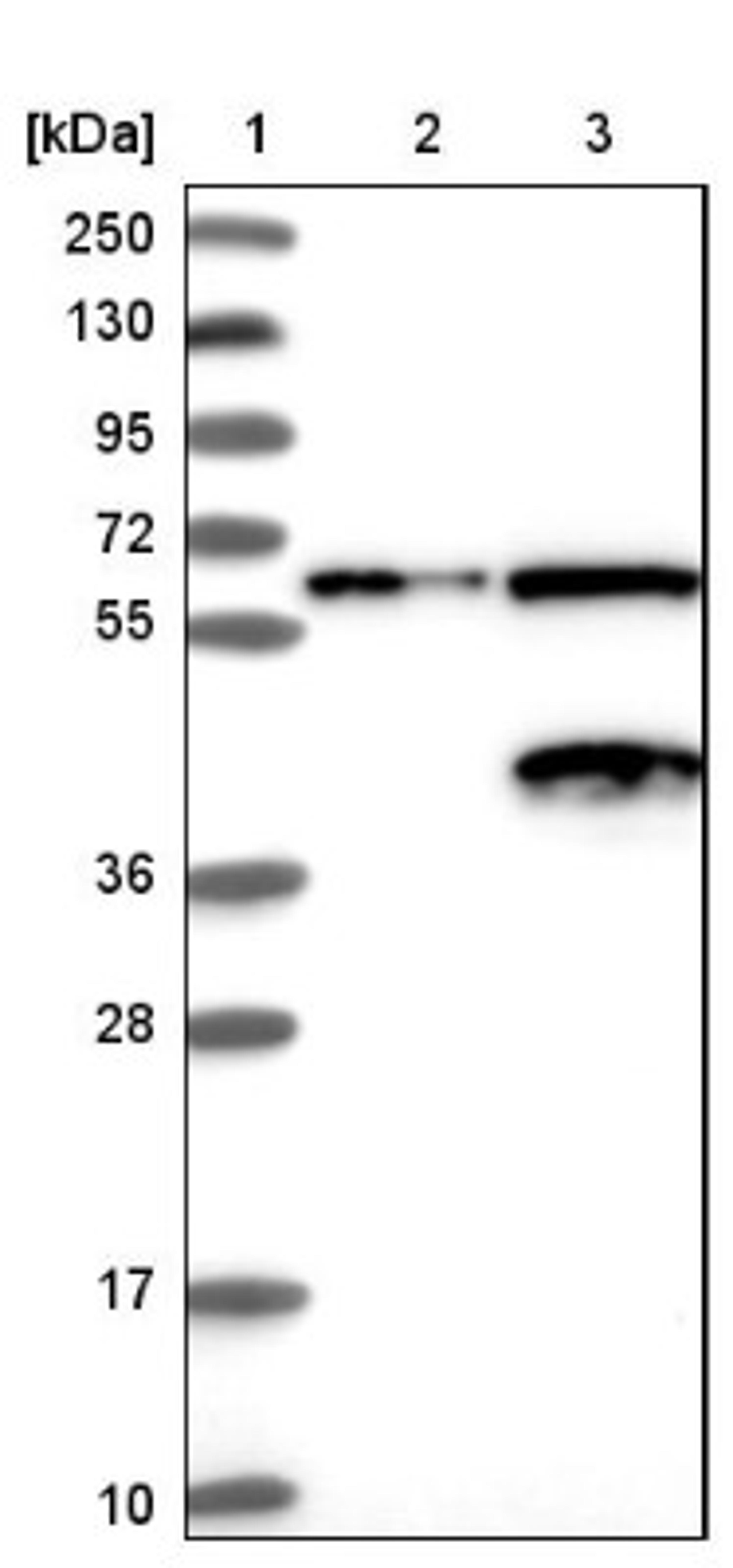 Western Blot: NGDN Antibody [NBP1-88408] - Lane 1: Marker [kDa] 250, 130, 95, 72, 55, 36, 28, 17, 10<br/>Lane 2: Negative control (vector only transfected HEK293T lysate)<br/>Lane 3: Over-expression lysate (Co-expressed with a C-terminal myc-DDK tag (~3.1 kDa) in mammalian HEK293T cells, LY421013)