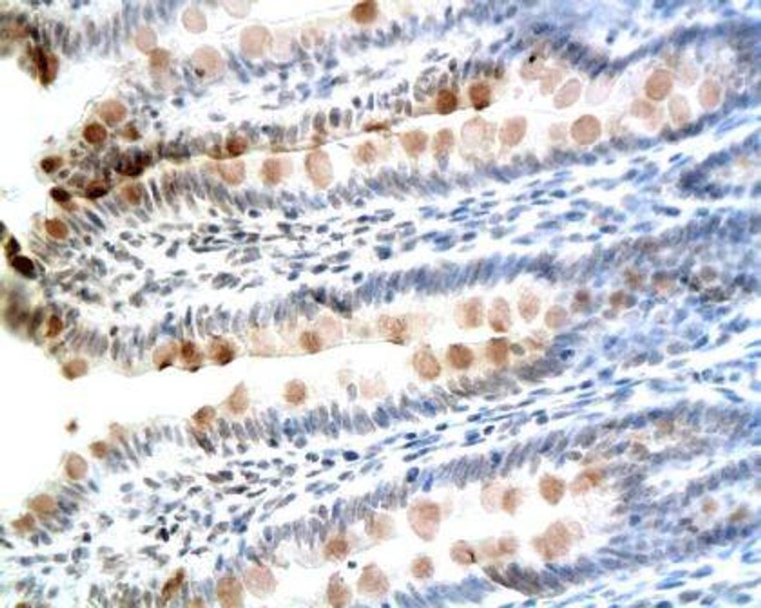 Immunohistochemical analysis of paraffin-embedded rat colon tissue using CCK8 antibody 