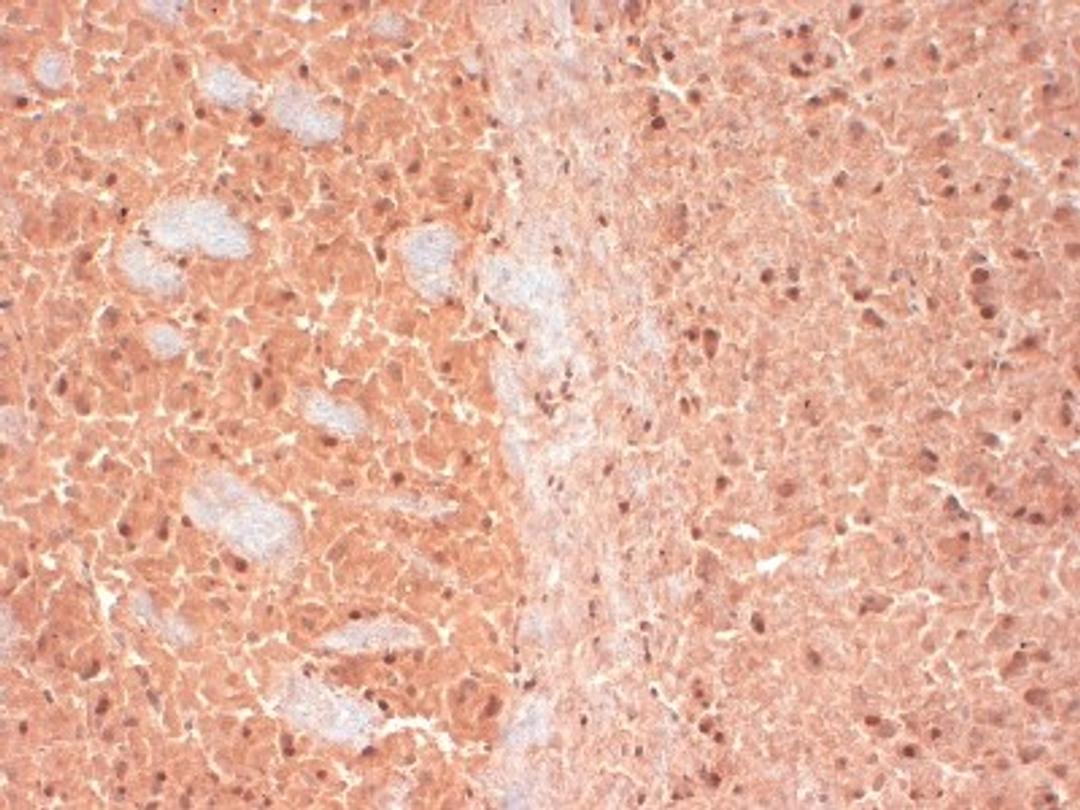 Immunohistochemistry-Frozen: CASK Antibody (S56A-50) [NBP1-47648] - frozen sections of mouse brain extract.