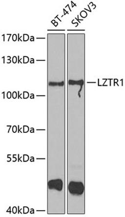 Western blot - LZTR1 antibody (A7350)