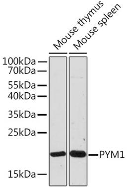 Western blot - PYM1 Rabbit pAb (A18669)