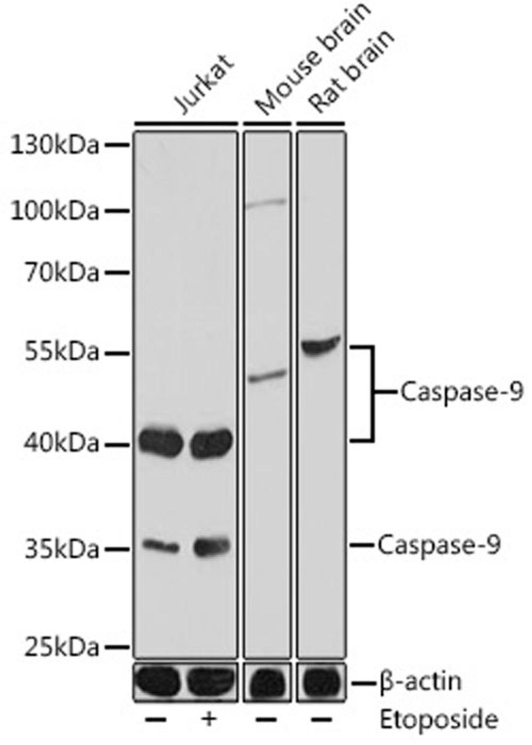 Western blot - Caspase-9 pAb (A0281)