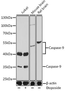 Western blot - Caspase-9 pAb (A0281)