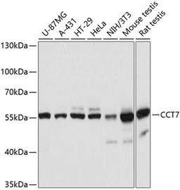 Western blot - CCT7 antibody (A12146)