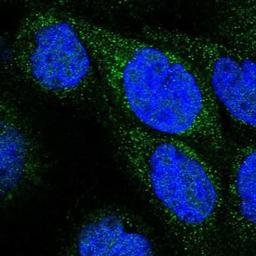 Immunofluorescence: GLXR5 Antibody [NBP1-89897] -  Staining of human cell line A-431 shows positivity in nucleus & mitochondria.