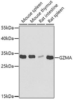 Western blot - GZMA antibody (A6231)