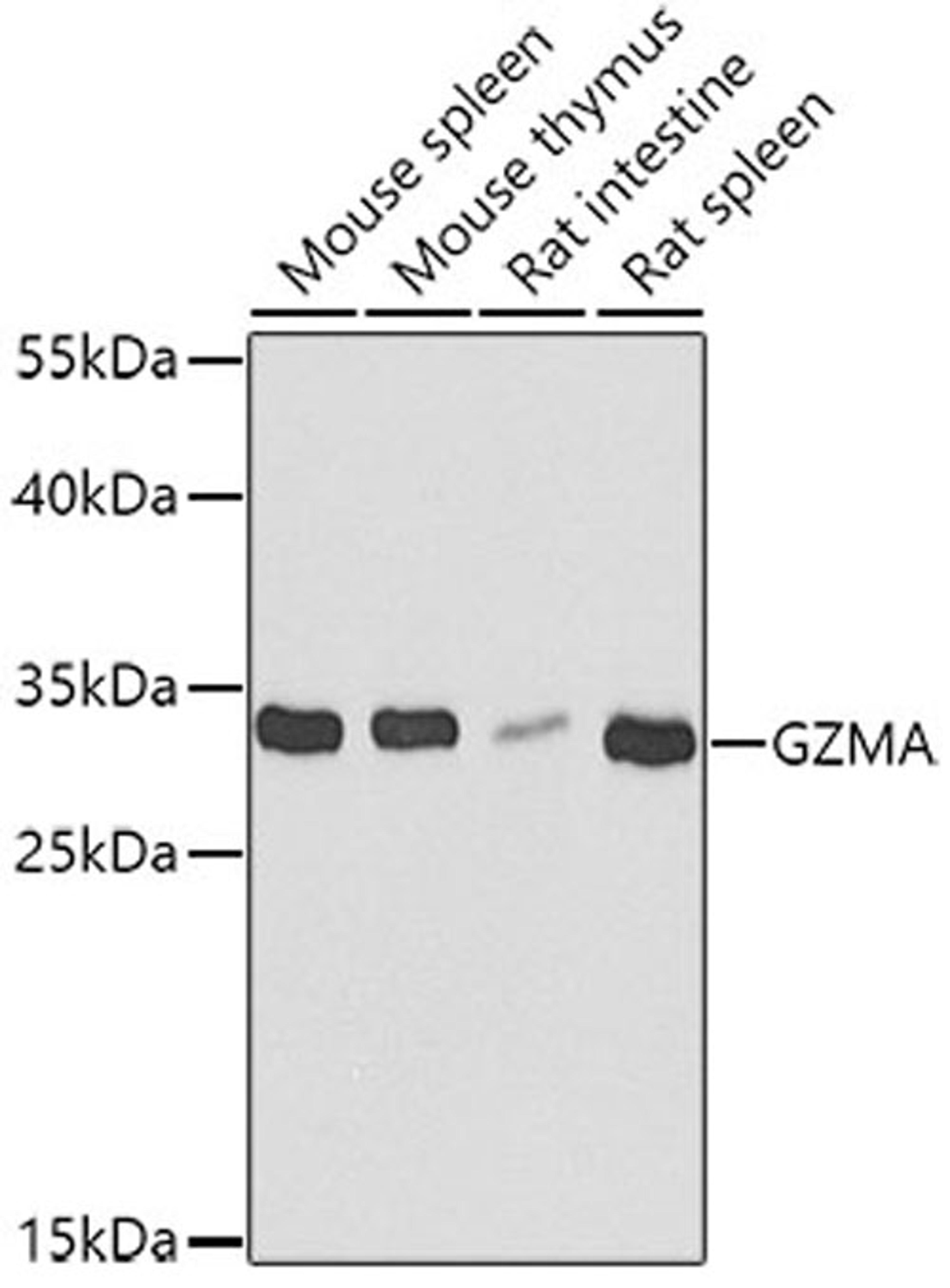 Western blot - GZMA antibody (A6231)