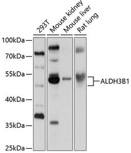 Western blot - ALDH3B1 antibody (A10415)