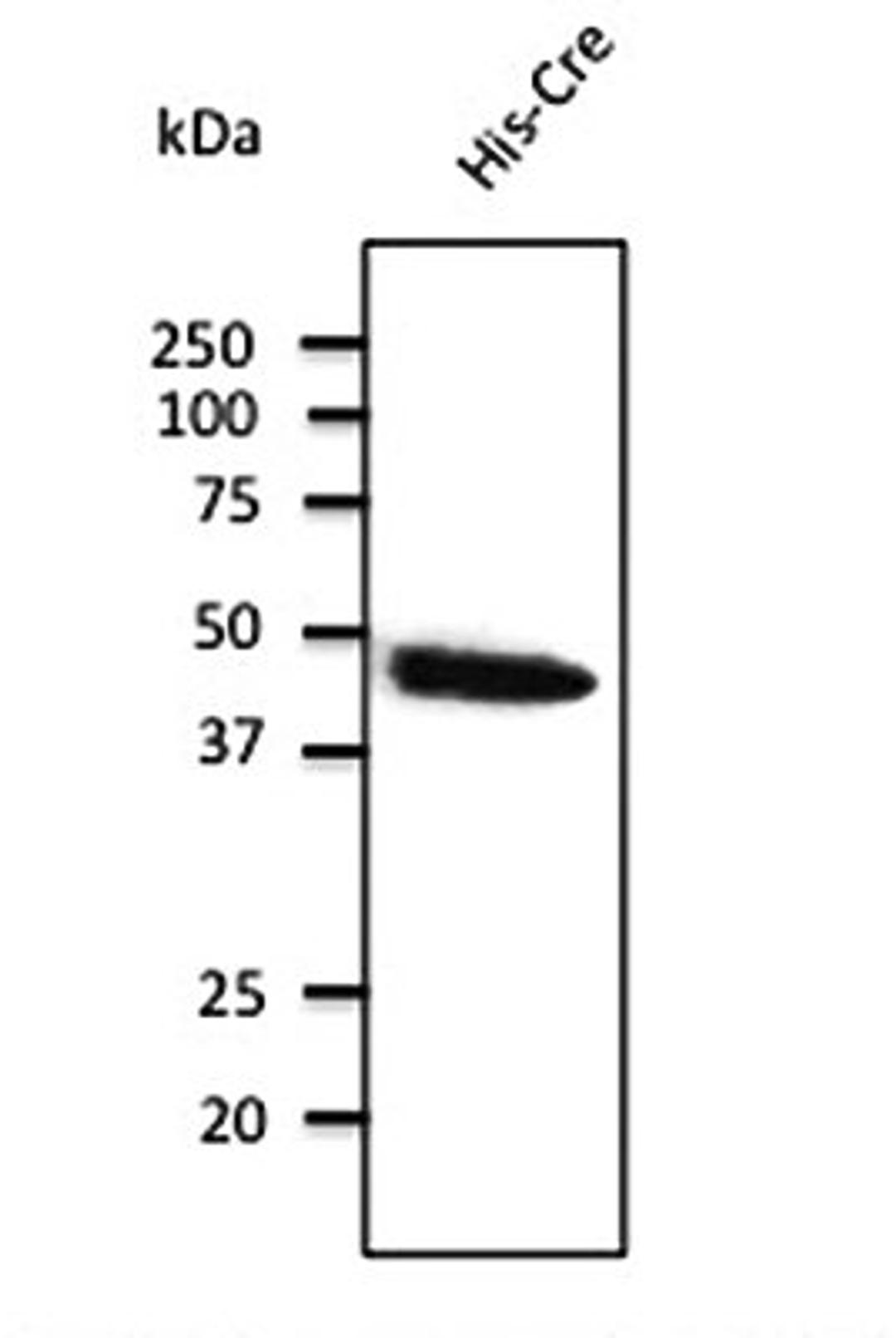 Western blot analysis of His-Cre using Cre antibody.