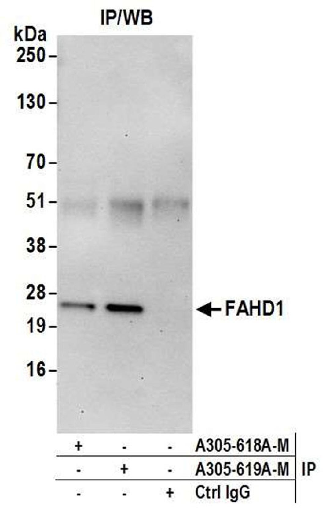 Detection of human FAHD1 by WB of IP.