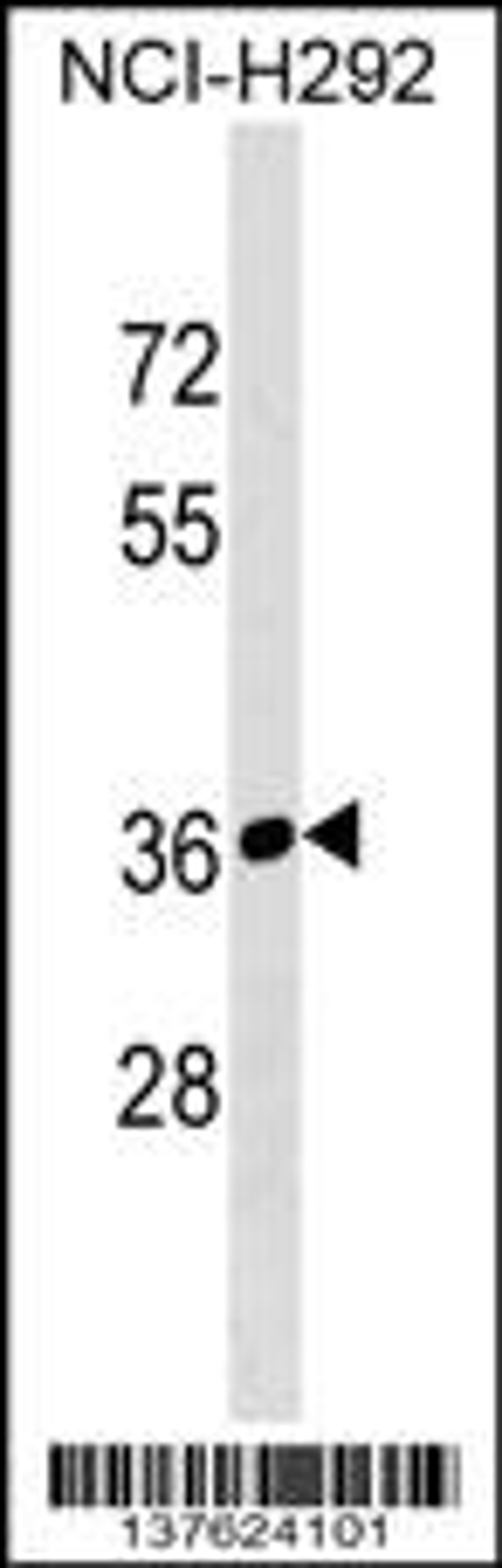 Western blot analysis in NCI-H292 cell line lysates (35ug/lane).