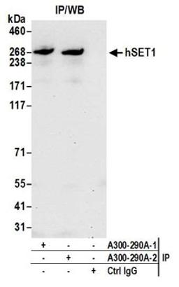 Detection of human hSET1 by western blot of immunoprecipitates.