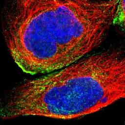 Immunocytochemistry/Immunofluorescence: TMEM43 Antibody [NBP1-84132] - Immunofluorescent staining of human cell line A-431 shows positivity in plasma membrane.